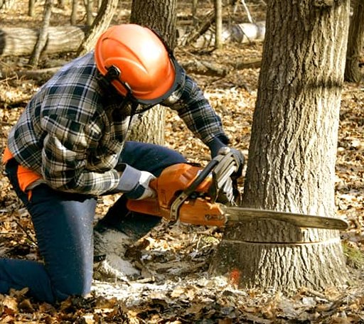Tree Removal in Bigelow, AR